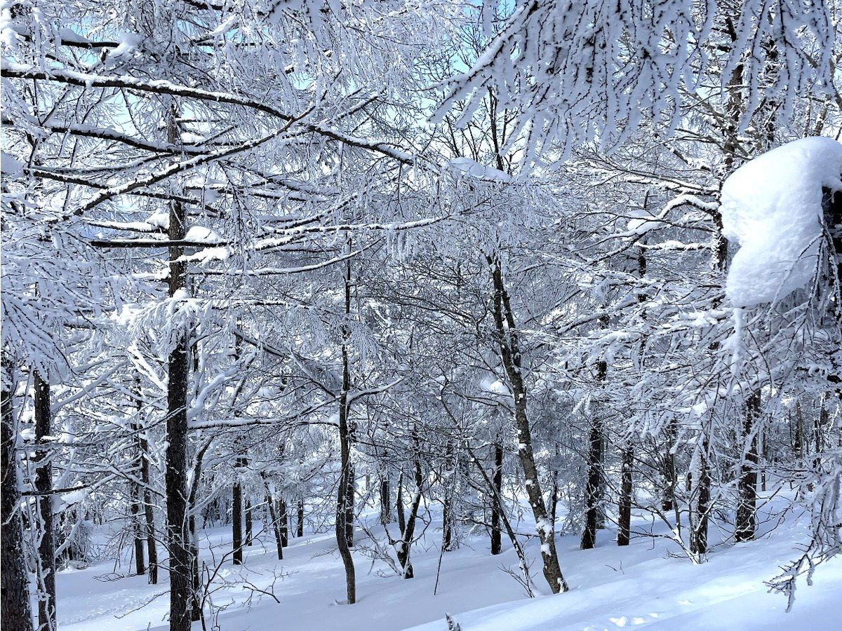 青空と雪の森を歩くスノーシュー向けの景色